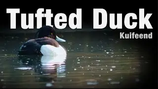 Tufted Duck | Peaceful Cinematic Wildlife Portrait (Kuifeend)