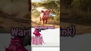U V W X Y Z UgandanKob Vulture Warthog Xerus Mongoose Zebra &ndash; Purple Yellow Pink Green Blue Rainbow