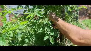 Tomato Plant Management 🍅 🍅 🍅