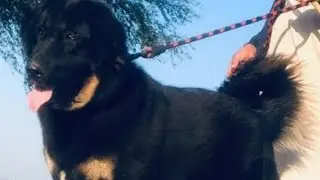 My dog name Ramboo Afghanistan afghan kochi in Angry mod full barking