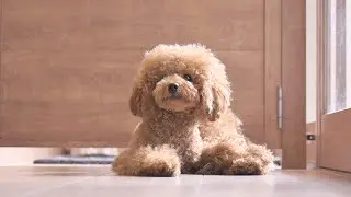 У него очень симпатичный бомж! (Toy Poodle Grooming)