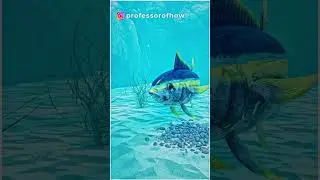 How do Fish Breath Underwater? #shorts