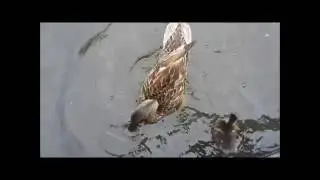 Hand feeding ducks.