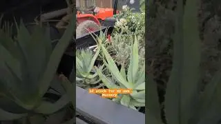 Nursery stock building! #desertplants #gardening #nurserystartup #plants
