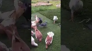 kuş işi bitti son kuşlar filocu  rahmi usta bunlarda sevenlere gitsin