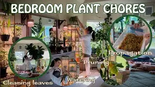 Pt 2 BEDROOM PLANT CHORES: Cleaning leaves, watering, pruning, propagation #plants #houseplants