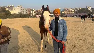 ਘੋੜ ਦੌੜ/// #2026 #newvideo #dailyvlog 