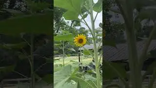 Take a Break and Breathe&hellip; Sunflower Walk With Me 🌻