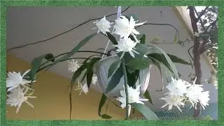 Рекорд 19 Бутонов! Эпифиллум #Epiphyllum, CACTUS ORQU&Iacute;DEA, Kadupul, Queen of the Night. #Доминикана.