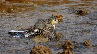 A wagtail SPLASHING wings in Running water Stream | Natural bird bath 
