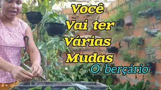 COMO FA&Ccedil;O PRA TER VARIAS MUDAS DE FILODENDRO DE FORMA F&Aacute;CIL E SEGURA😀🥰