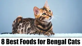 8 Best Foods for Bengal Cats &ndash; Reviews & Top Picks