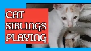 Cat Siblings Playing | 🐈 🧸| Observation on behaviour of cat siblings |