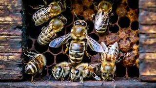 Wild Bees_ The Queen Bee's Journey/Educational Discovery Of Bees (##animals #viralvideo )