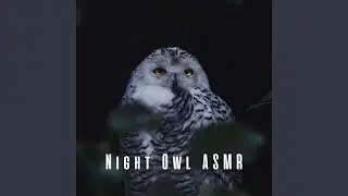 Melodic Nighttime Serenade