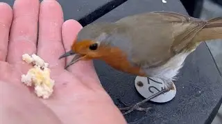 Robin Feeding from hand #birds #robin #birdfeeding #nature #animals #cute #wildlife #shorts #feeding