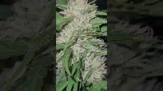 Frosty Cannabis 2024 season. Frosty weather at night, the flowers are rapidly packing and stacking.