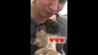 Милое видео. Французский бульдог Булли. Любовная любовь🥰
