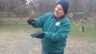 Planting peach seed before winter snow to grow saplings in the spring.
