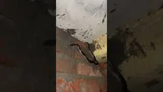 Deadly Common Krait Snake Seen on House Wall