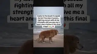 Please show some love by following#usa #uk #canada #germany #foryou #reels #viral #dog #rescue #dogs
