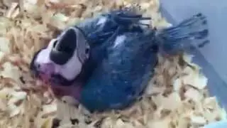 hand feeding baby blue and gold macaw growing up #3