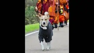 The World&rsquo;s Famous Peace Dog Aloka at the Georgia&ndash;South Carolina Border|Day73:Aloka-Walk for Peace