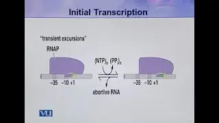 Initial Transcription | Cell Biology | BIO5105_Topic107