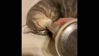Cat snoring into an echo mic #Shorts