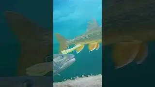 FishPro Underwater Cam Footage #icefishing #icefishingtips #underwaterworld