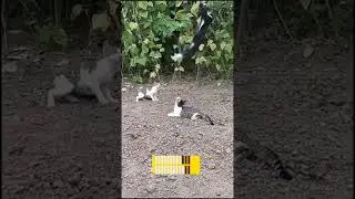 the cat caught the bird by performing an extraordinary jump💥short