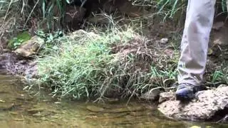 Raleigh Stream Restoration IV - Bank Erosion