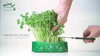 Danish Peashoots from Danish seed vertical farming