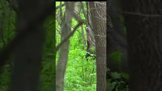 Spring Minnesota turkey hunting #turkeyhunting #archery #wildturkey #bowhunting #wildlife