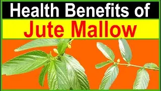 Discover the Incredible Health Benefits of Jute Mallow (Saluyot)