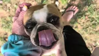 Бостонские терьеры и их страсть к отдыху на природе: дайте волю веселью! 🐕🐾