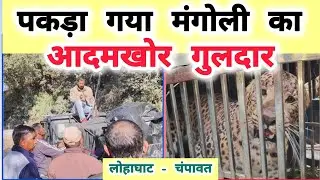 पिंजरे में कैद हुआ लोहाघाट के मंगोली का आदमखोर। #lohaghat #news #livenews #champawat #update