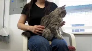Silver, domestic medium hair grey tabby, for adoption