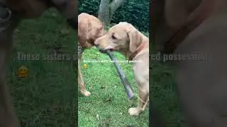 Sharing is caring 🤗❤️#dogs#shorts #labradorpuppy #doglovers