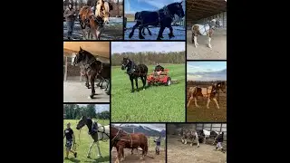 How I Got Into Draft Horses
