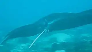 Manta at Donsol by Rico Tang on 5 April 2010