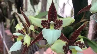 Rhynchostele &times; humeana