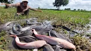 Best Hand Fishing - Amazing man catch a lot of fish in field by skills hand