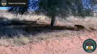 Ambush by Leopard. #NatureAndHeritage🐯. |Wildlife's| |Wild Animals| |African Safari| Big Cats|