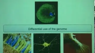 Combinatorial recognition of DNA by bZIP transcription factors