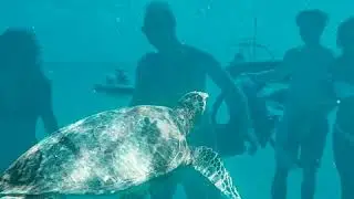 St.Kitts Shore Excursions