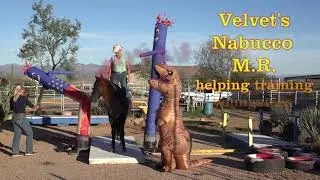 Velvet's Nabucco M.R. Missouri Fox Trotter Stallion -Trailer