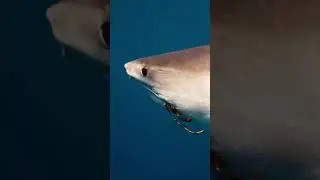 Tiger Shark With a Hook