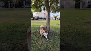 Dog Struttin' #shorts