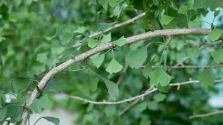 Ginkgo biloba  - Ginkgo, Maidenhair Tree